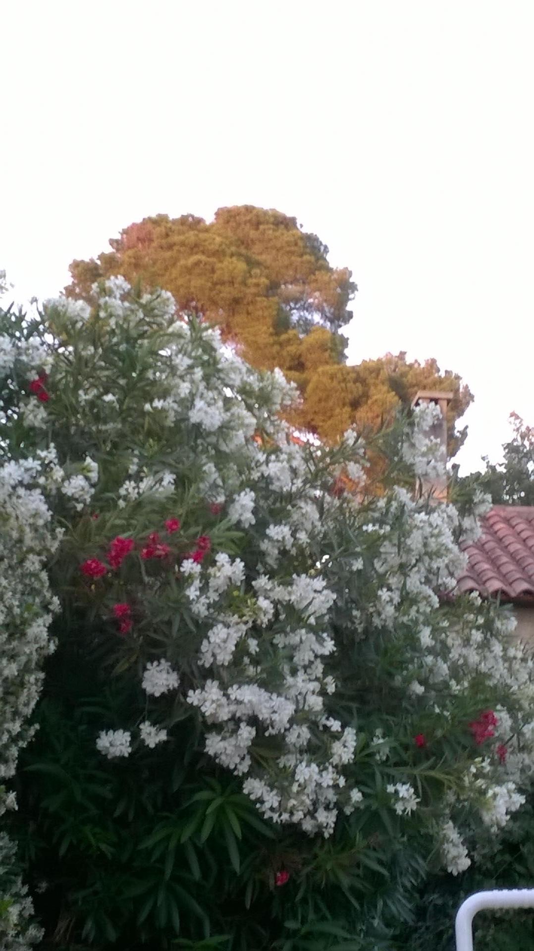 Laurier terrasse fleuri