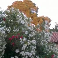 Laurier terrasse fleuri